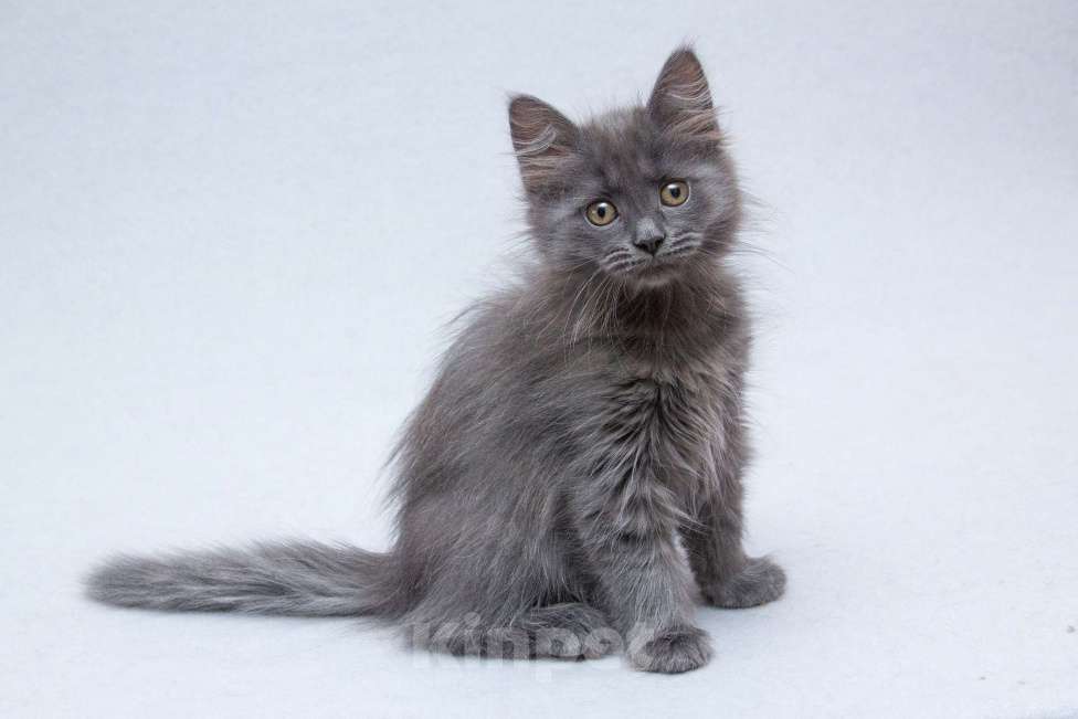 Кошки в Москве: Котёнок Йода в добрые руки  Девочка, Бесплатно - фото 1