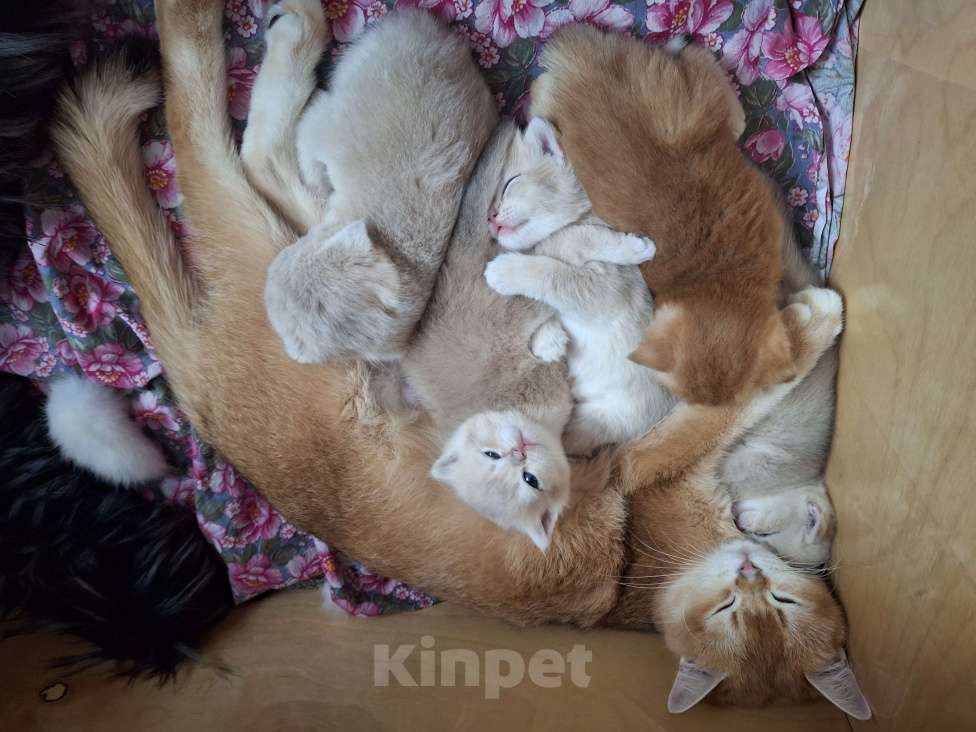 Кошки в Москве: Шотландские котята Разнополые, 30 000 руб. - фото 6