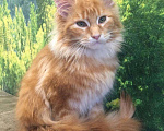 Кошки в Красноярске: Мейн кун чистокровные котята, 40 000 руб. - фото 4