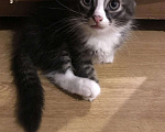 Кошки в Ливны: Котята в добрые руки, 500 руб. - фото 2