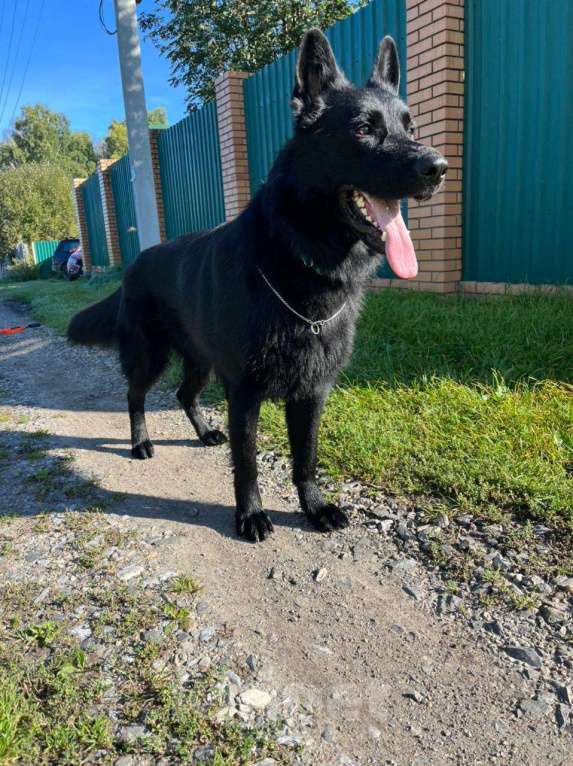 Собаки в Новосибирске: Щенки  немецкой черной  овчарки Девочка, 25 000 руб. - фото 2