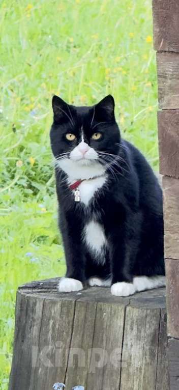Кошки в Санкт-Петербурге: Потерялась кошка Девочка, 3 000 руб. - фото 1
