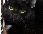 Кошки в Санкт-Петербурге: Кошка Клава Девочка, Бесплатно - фото 1