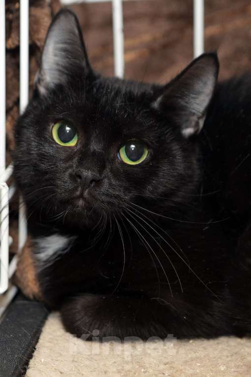 Кошки в Санкт-Петербурге: Кошка Клава Девочка, Бесплатно - фото 1