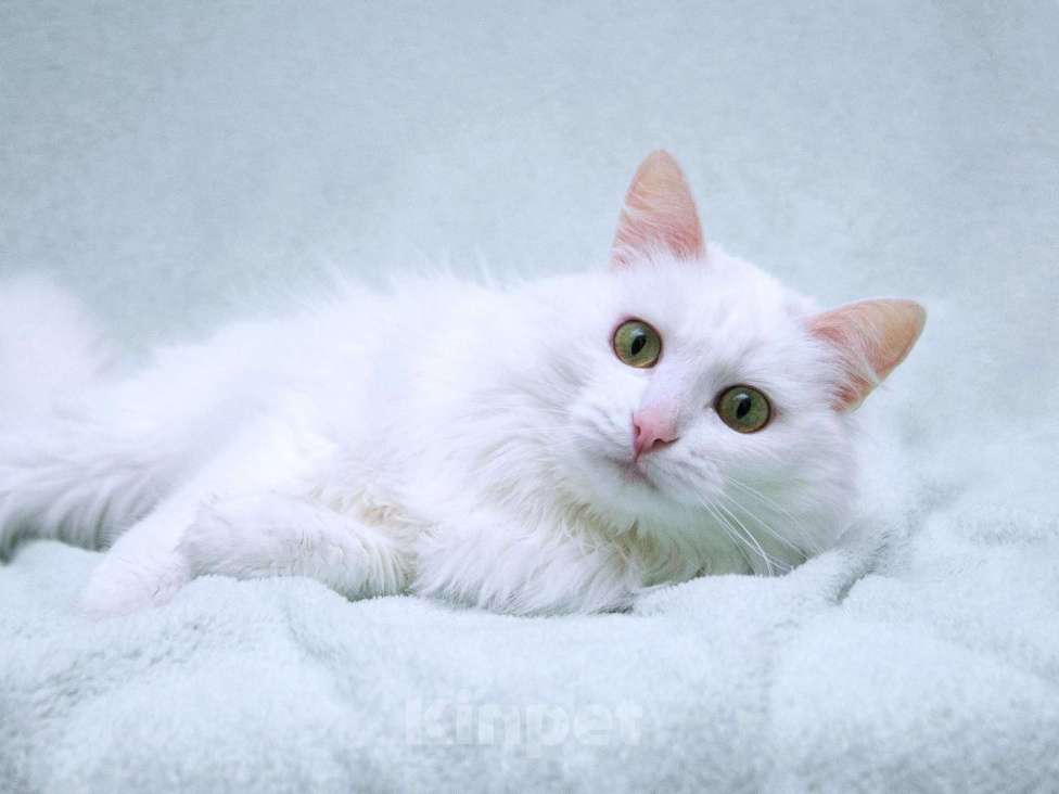 Кошки в Москве: Нежный ласковый белый котик Тимоша Мальчик, Бесплатно - фото 5