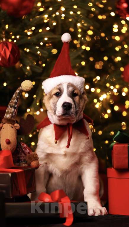 Собаки в Москве: Алабай шикарная сука щенок  Девочка, Бесплатно - фото 7