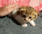 Кошки в Ижевске: вислоухий котенок Девочка, Бесплатно - фото 1