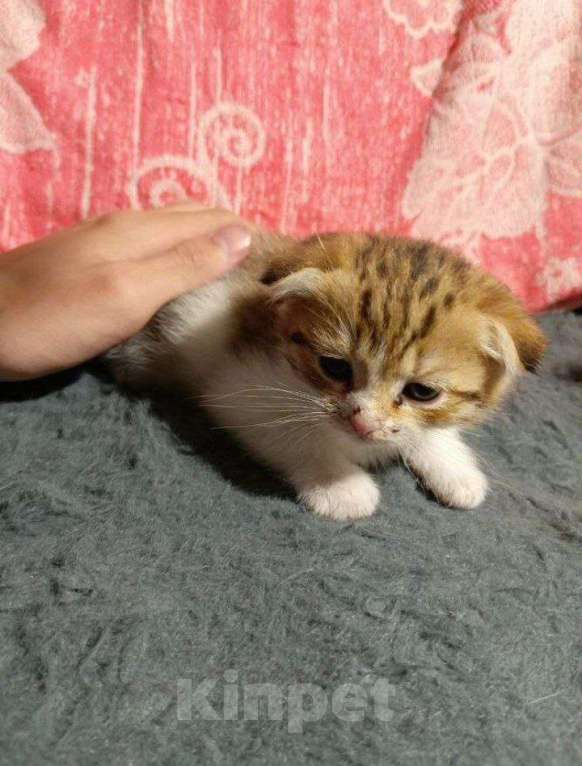 Кошки в Ижевске: вислоухий котенок Девочка, Бесплатно - фото 1