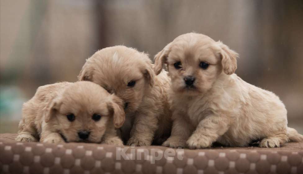 Собаки в Москве: Кавапушки весёлые собачки Мальчик, Бесплатно - фото 3