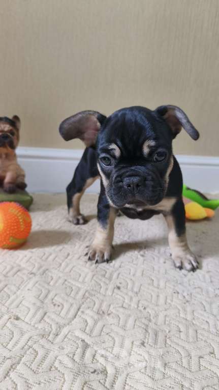 Собаки в Белореченске: Французский бульдог Девочка, Бесплатно - фото 4