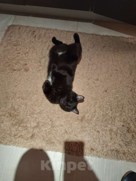 Кошки в Красногорске: В добрые руки Мальчик, Бесплатно - фото 3