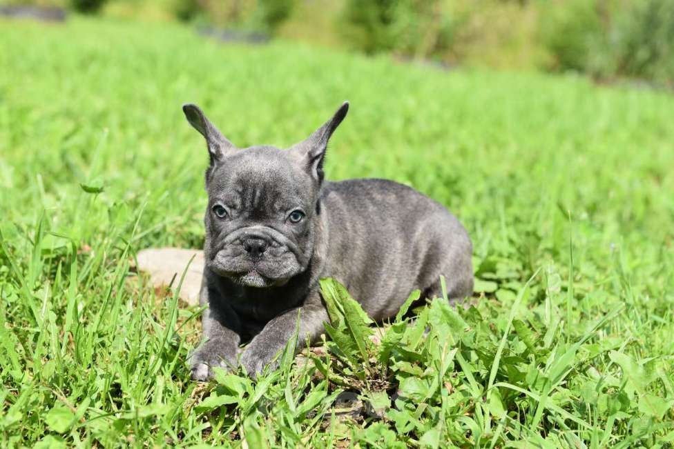 Собаки в Москве: Французский бульдог щенки  Мальчик, 50 000 руб. - фото 9