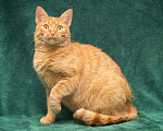 Кошки в Москве: Самая настоящая рыжая кошечка с «рыжим характером» ищет дом! Девочка, Бесплатно - фото 2