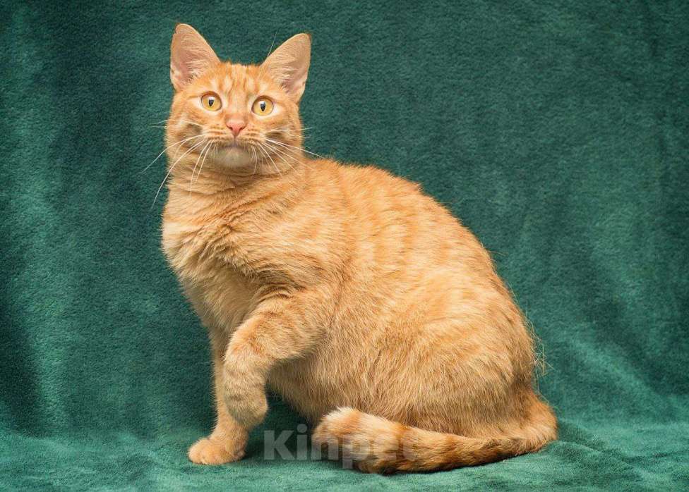 Кошки в Москве: Самая настоящая рыжая кошечка с «рыжим характером» ищет дом! Девочка, Бесплатно - фото 2