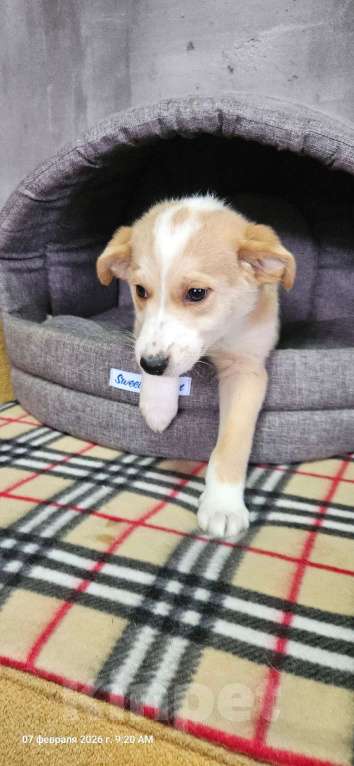 Собаки в Санкт-Петербурге: Три маленьких щеночка с короткими лапками Девочка, Бесплатно - фото 3