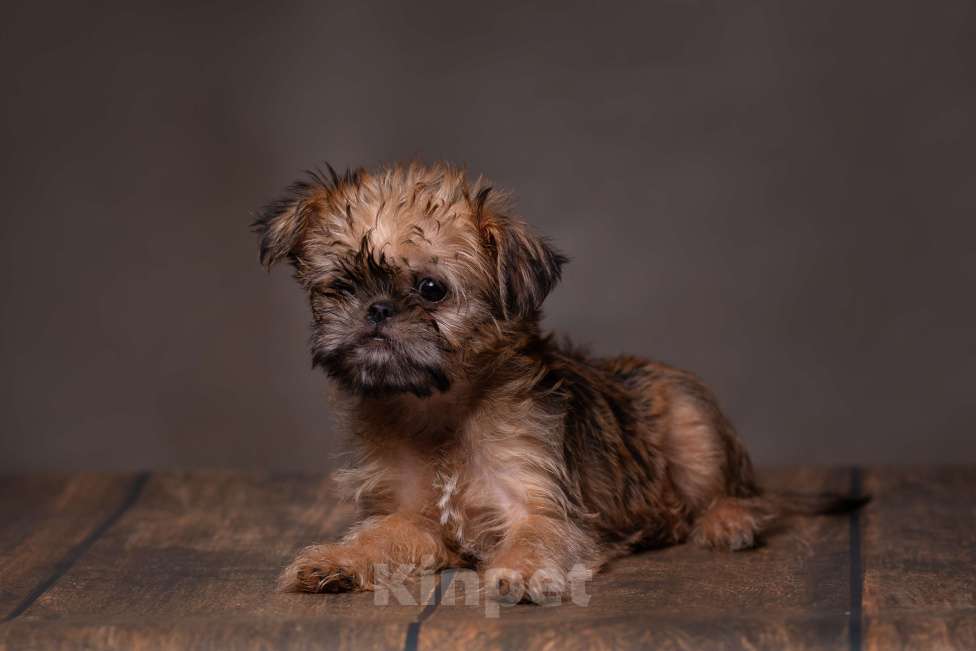 Собаки в Балаково: Детки Мальчик, 65 000 руб. - фото 4