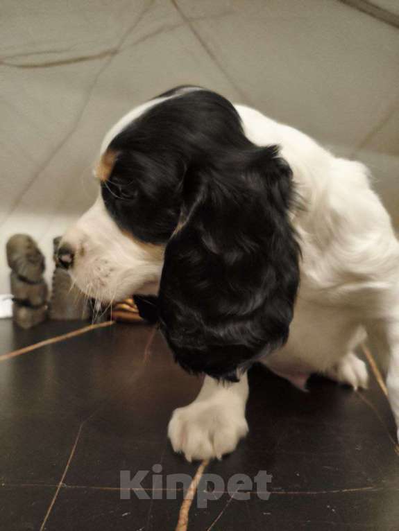 Собаки в Москве: Щенки русского охотничьего спаниеля Мальчик, 25 000 руб. - фото 6