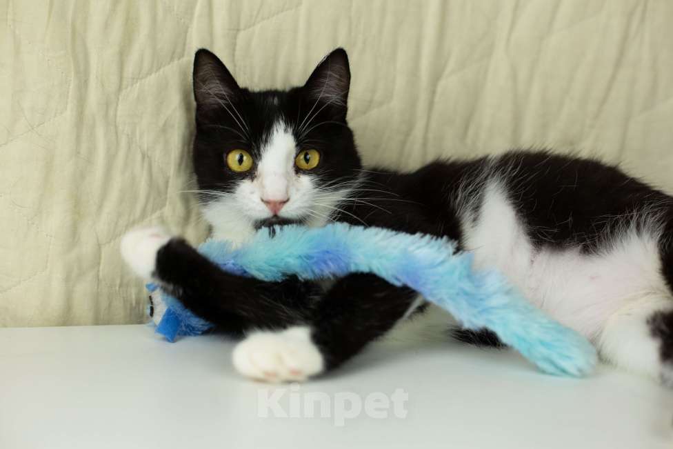 Кошки в Москве: Верочка верит в доброту людей Девочка, Бесплатно - фото 5