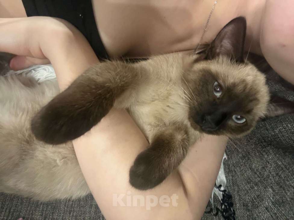 Кошки в Армавире: Тайский котëнок Мальчик, Бесплатно - фото 3