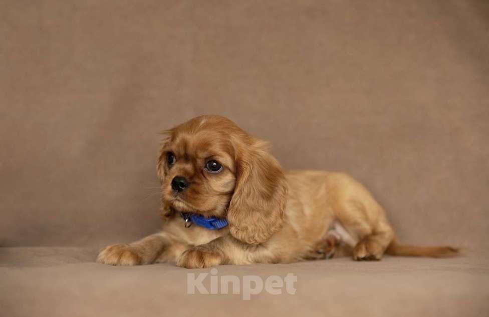 Собаки в Тарусе: Мальчик Мальчик, 90 000 руб. - фото 3