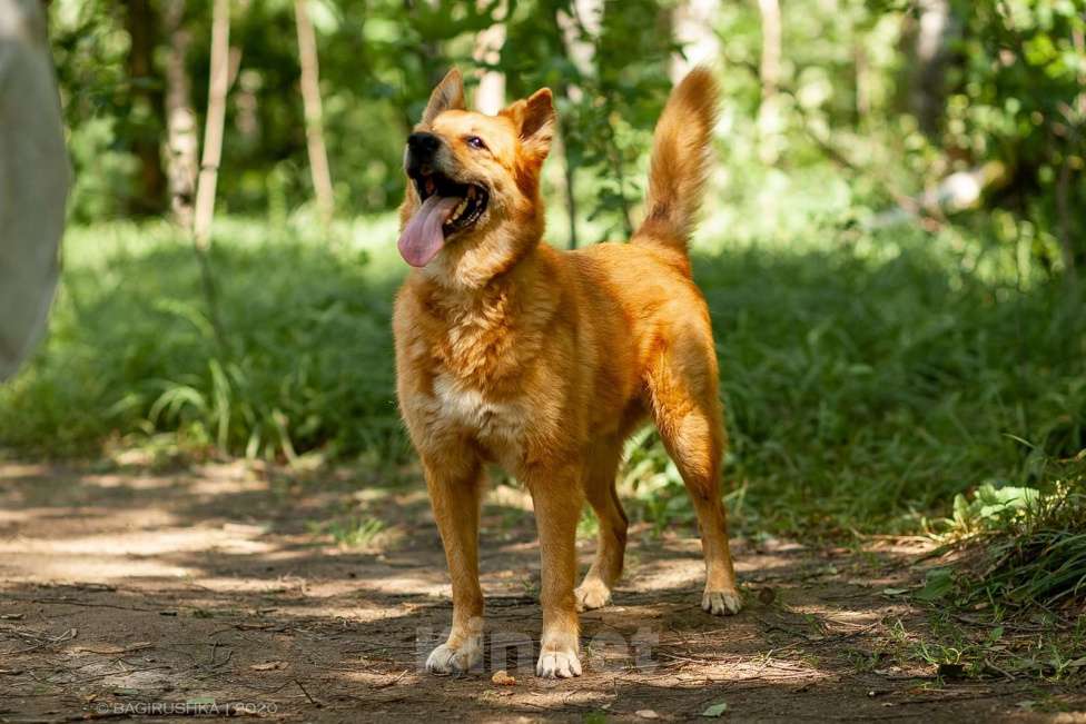 Собаки в Москве: Фил Мальчик, Бесплатно - фото 5