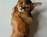 Кошки в Москве:  красивейший абиссинский котенок Мальчик, 17 900 руб. - фото 1