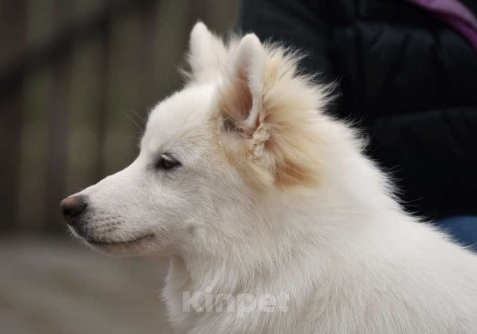 Собаки в Москве: Ненецкая оленегонная лайка, кобель Амур. Мальчик, 60 000 руб. - фото 6