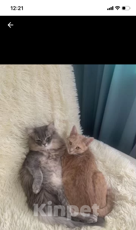 Кошки в Тольятти: Коты в добрые руки Мальчик, 1 руб. - фото 5