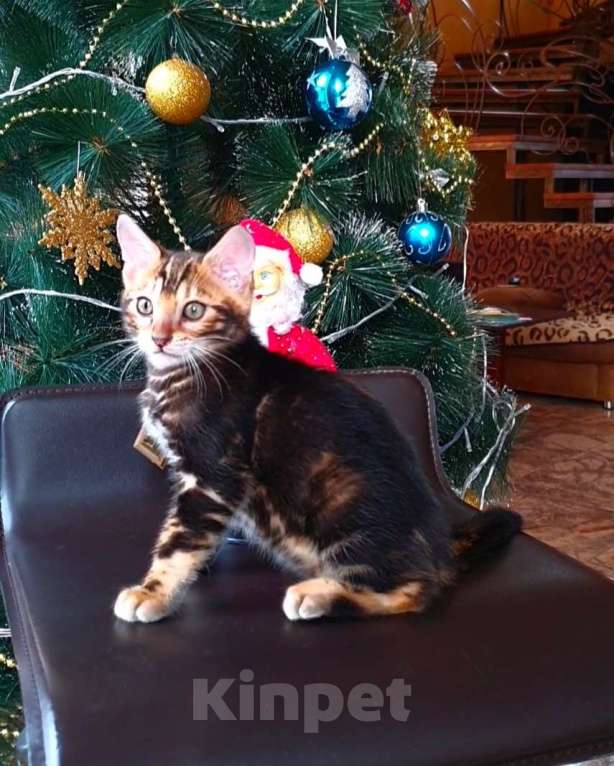 Кошки в Ростове-на-Дону: Бенгальский мальчик  Мальчик, 25 000 руб. - фото 4