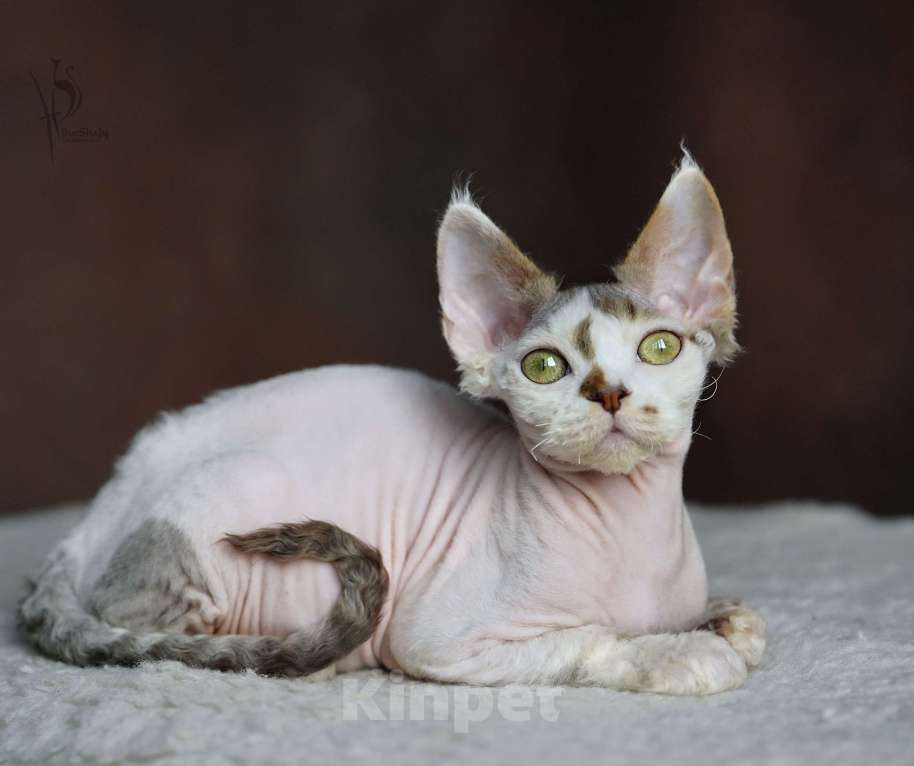 Кошки в Москве: Девон-рекс мальчик арлекин Мальчик, Бесплатно - фото 5
