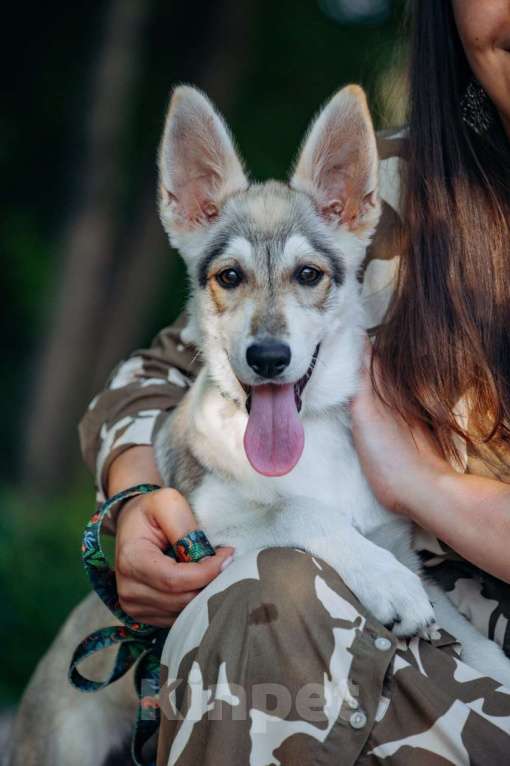 Собаки в других городах Московской области: Ищем дом очень милой девочке Плюше. Девочка, Бесплатно - фото 4