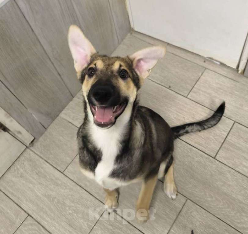 Собаки в Москве: В воскресенье ее должны увозить в дальний приют Девочка, Бесплатно - фото 1