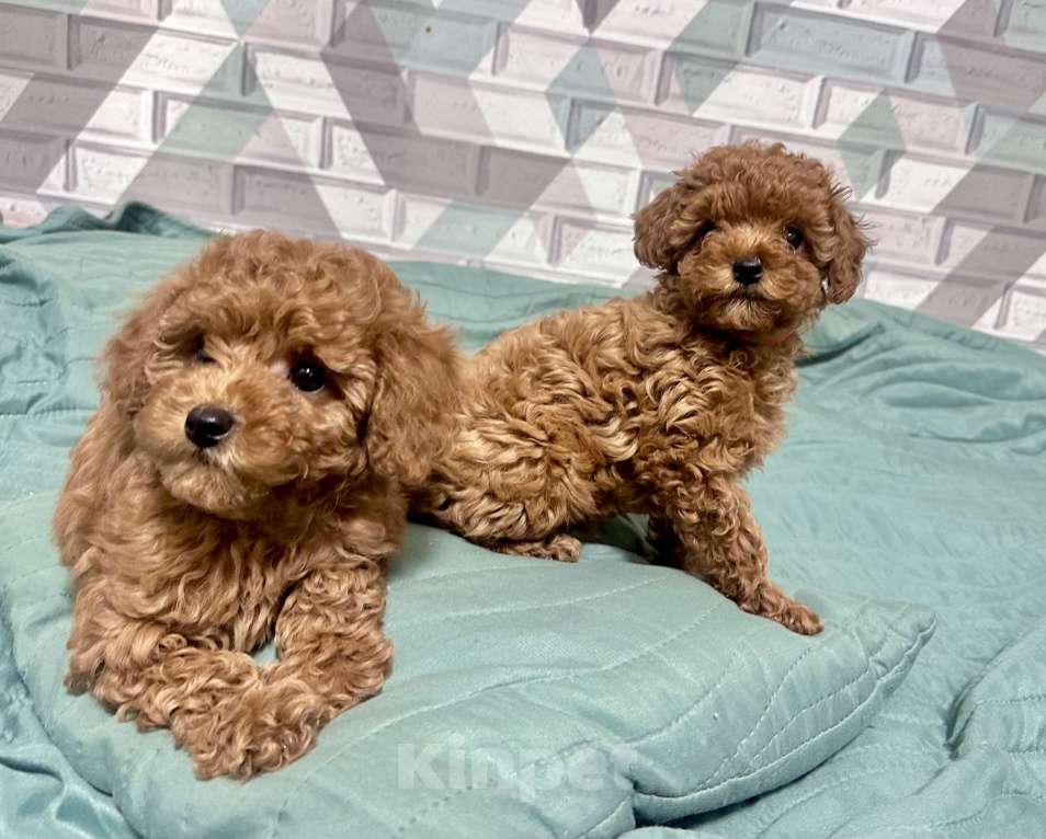 Собаки в Москве: Той Пудель  Теодор Мальчик, 140 000 руб. - фото 2