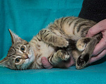 Кошки в Москве: Счастливый котенок Люба в добрые руки. Девочка, 10 руб. - фото 2