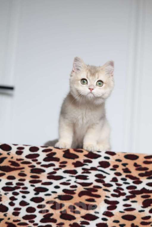 Кошки в Санкт-Петербурге: Британская голубая золотая шиншилла  Девочка, 60 000 руб. - фото 4