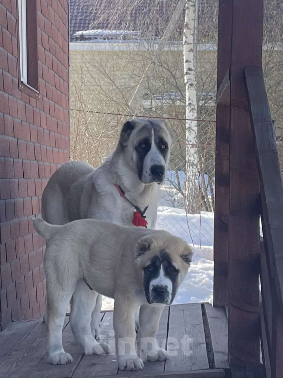 Собаки в Москве: Алабай, среднеазиатская овчарка Мальчик, 80 000 руб. - фото 1