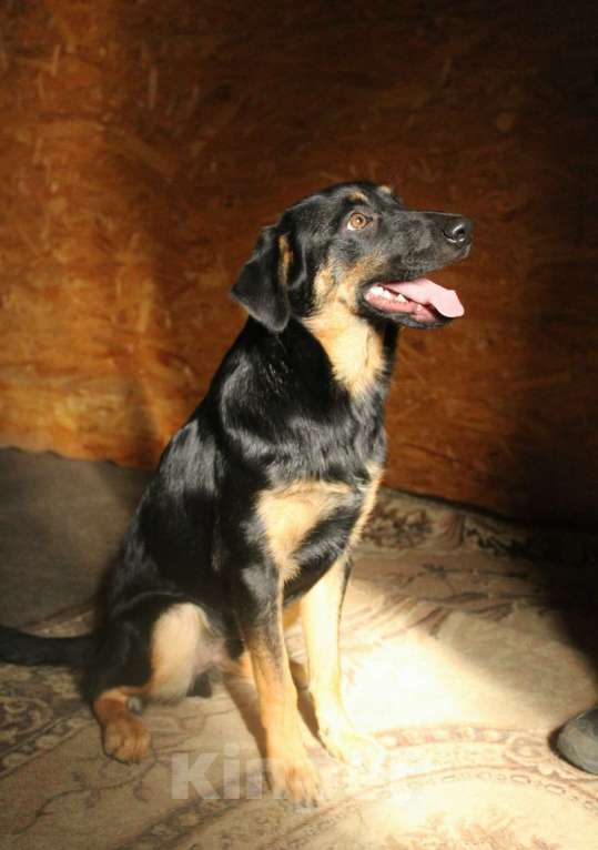 Собаки в Санкт-Петербурге: Маленький энерджайзер - очень веселый, игривый щенок Мальчик, Бесплатно - фото 9