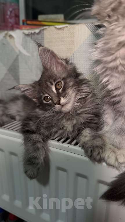 Кошки в Санкт-Петербурге: Котёнок мейн-кун Девочка, 25 000 руб. - фото 6