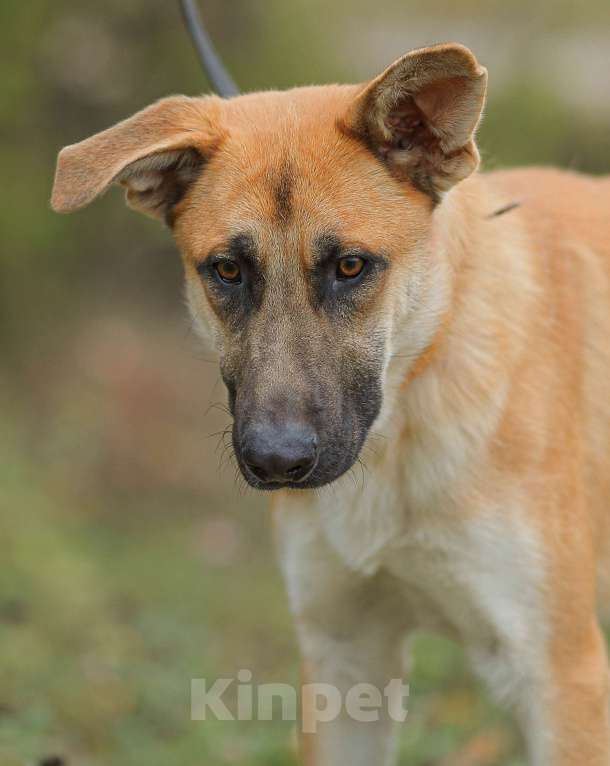 Собаки в Москве: Честер. Красавец пес Мальчик, Бесплатно - фото 3