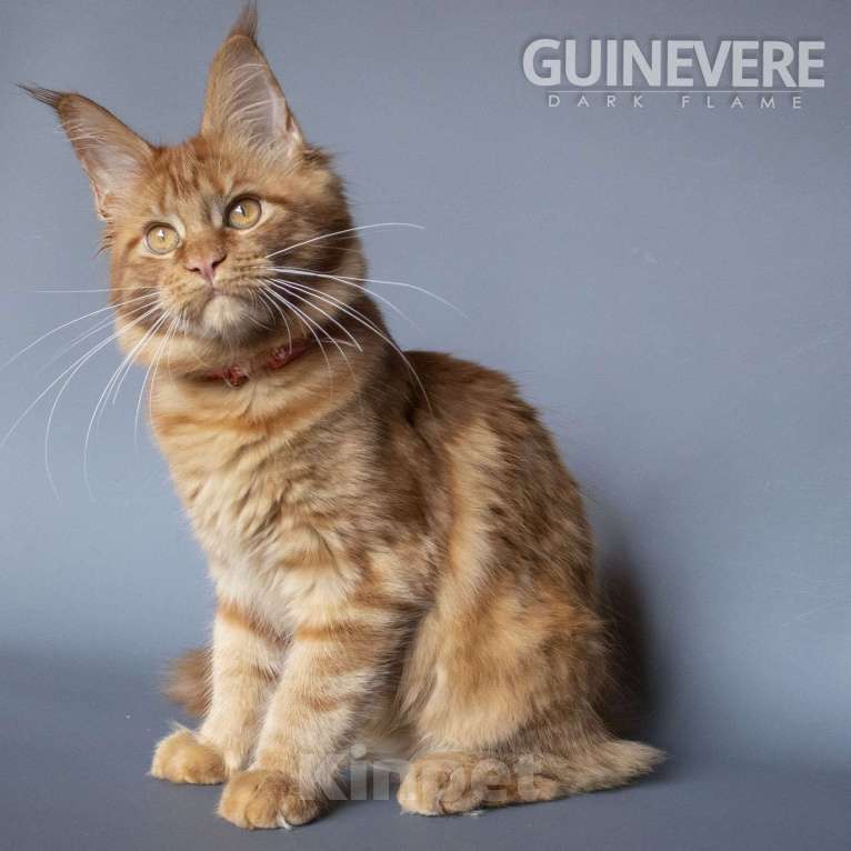 Кошки в других городах Воронежской области: Guinevere Dark Flame Девочка, 50 000 руб. - фото 1