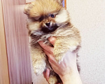 Собаки в Томске: Миша Мальчик, 20 000 руб. - фото 1