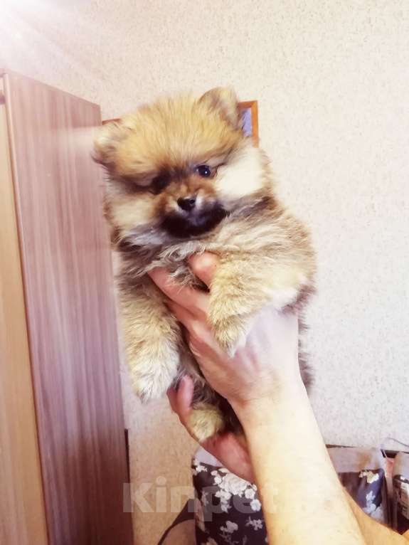 Собаки в Томске: Миша Мальчик, 20 000 руб. - фото 1