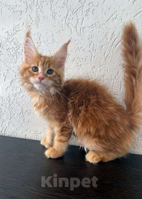 Кошки в Екатеринбурге: девочка полидакт Девочка, 35 000 руб. - фото 2