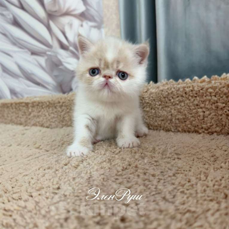 Кошки в Москве: котенок экзот Мальчик, 60 000 руб. - фото 1