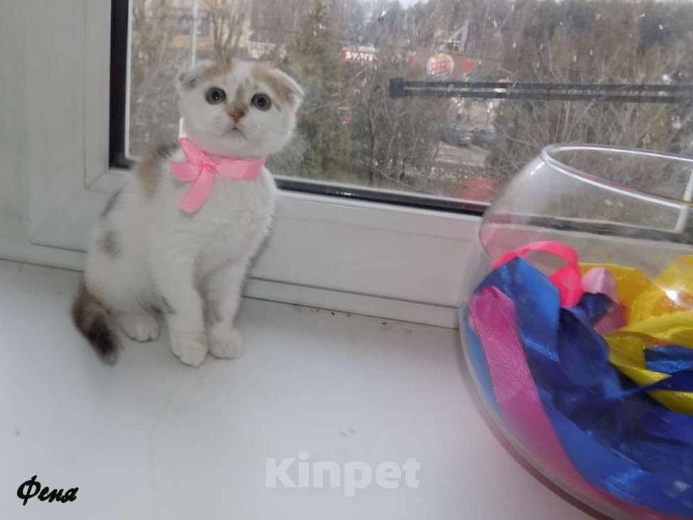 Кошки в Москве: Шотландский вислоухий котенок, девочка Девочка, 15 000 руб. - фото 3