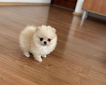 Собаки в Москве: Миниатюрная девочка померанского шпица, Эльза  Девочка, 55 000 руб. - фото 2