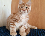 Кошки в Владимире: Рыжее солнышко Мальчик, 60 000 руб. - фото 3