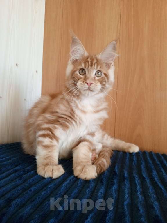 Кошки в Владимире: Рыжее солнышко Мальчик, 60 000 руб. - фото 3