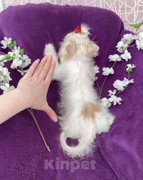 Собаки в Москве: Голубоглазый йорк белая девочка Девочка, 120 000 руб. - фото 4