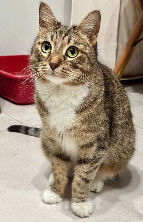 Кошки в Москве: Малышка Тея ищет заботливую семью Девочка, Бесплатно - фото 5